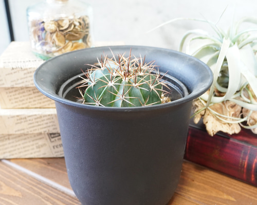 花冠をつけるレア種！メロカクタス アズレウス5号◇サボテン ギフト