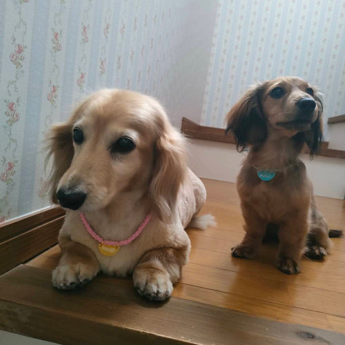 名前入り】スエード調紐のドッグチョーカー☆大型犬＆中型犬＆小型犬用