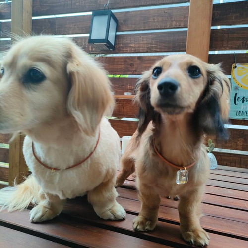 名前入り】丸革紐のドッグチョーカー☆大型犬＆中型犬＆小型犬用