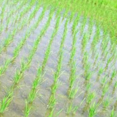 丹波篠山こしひかり 稲苗♡約45本程度 『お試しに少しだけ植えてみたい 