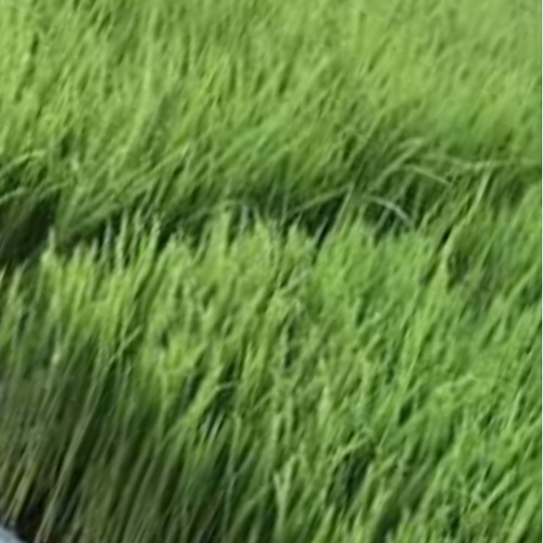丹波篠山こしひかり 稲苗♡約45本程度 『お試しに少しだけ植えてみたい 