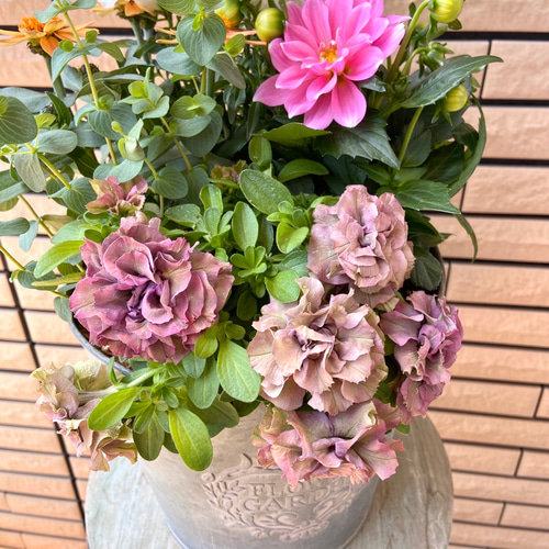 アンティークな鉢にペチュニアレイラと大きなダリアの寄せ植え