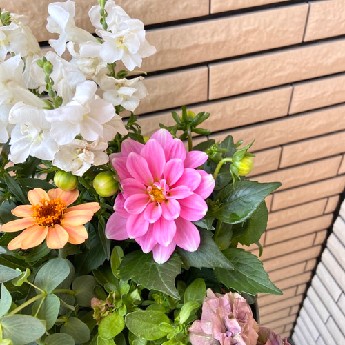 アンティークな鉢にペチュニアレイラと大きなダリアの寄せ植え