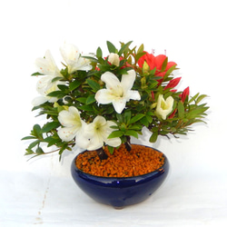 さつき（品種不明）太幹素材 さつき（品種不明）太幹素材 さつき（品種不明）太幹素材 Yahoo