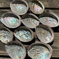 アワビの殻／あわび／鮑／アバロンシェル／12センチ前後 5枚セット