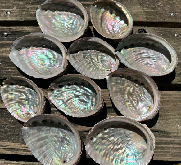 鮑玉　アワビの貝殻　アバロンパール　真珠付き約1cm強 鮑玉 アワビの貝殻 アバロンパール 真珠付き約1cm強 アワビの殻