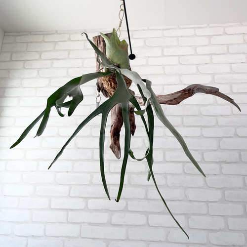 ビカクシダ コウモリラン ベイチー（ビーチー） 流木付け 観葉植物