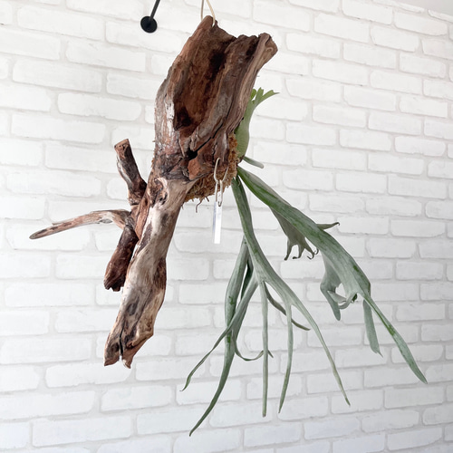 ビカクシダ コウモリラン ベイチー（ビーチー） 流木付け 観葉植物