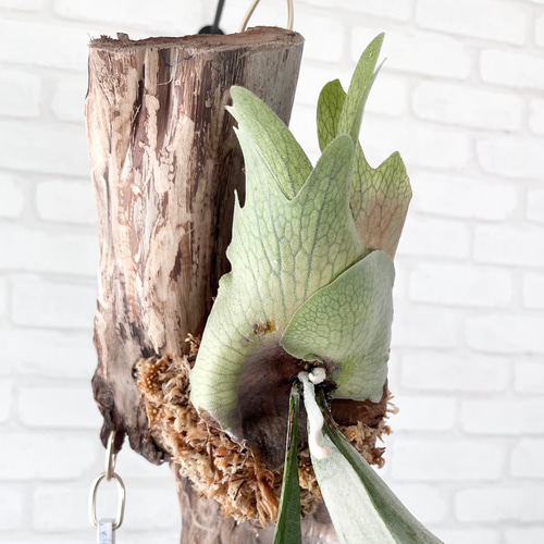 ビカクシダ コウモリラン ベイチー（ビーチー） 流木付け 観葉植物