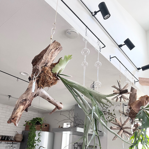 ビカクシダ ビーチー　ベイチー　木製台付き 観葉植物 ビカクシダ ビーチー ベイチー 木製台付き 観葉植物 - メルカリ