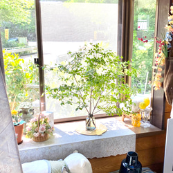 [生花]✨深山ドウダンツツジ❣️枝物切り枝❗️※70〜80cm×5本セット‼️※fleshグリーンインテリア✨ 4枚目の画像