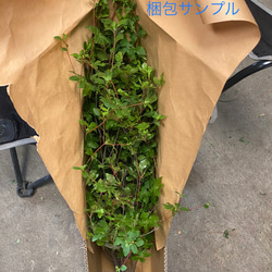 [生花]✨深山ドウダンツツジ❣️枝物切り枝❗️※70〜80cm×5本セット‼️※fleshグリーンインテリア✨ 5枚目の画像