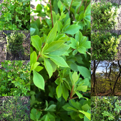 [生花]✨深山ドウダンツツジ❣️枝物切り枝❗️※70〜80cm×5本セット‼️※fleshグリーンインテリア✨ 2枚目の画像