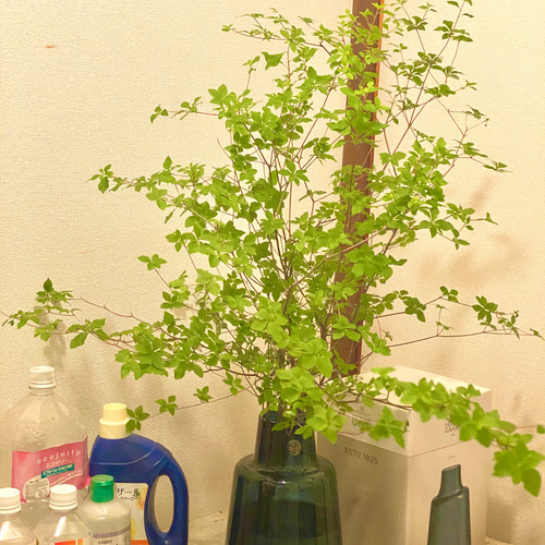 生花]✨深山ドウダンツツジ❣️枝物切り枝❗️※70〜80cm×5本セット