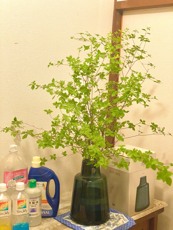 [生花]✨深山ドウダンツツジ❣️枝物切り枝❗️※70〜80cm×5本セット‼️※fleshグリーンインテリア✨ 1枚目の画像