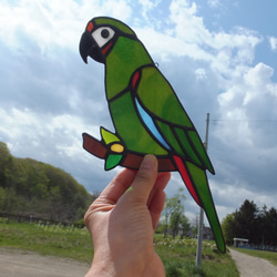 【受注制作】ステンドグラス　ヒメコンゴウインコ　サンキャッチャー　【鳥　小鳥　インコ】 1枚目の画像