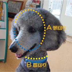 中型犬用　チェーンタイプ　ハーフチョーク首輪　(首回り２８cm～全内周３５ｃｍ)　お揃いのリードと共に 6枚目の画像