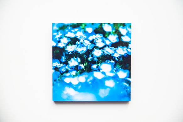 SQU4RE-Square- [Nemophila Blue] 為您的新生活上色的室內照片 第11張的照片