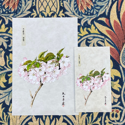 桜　さくら　サクラ　マグネットシートとポストカード　胡蝶 2枚目の画像