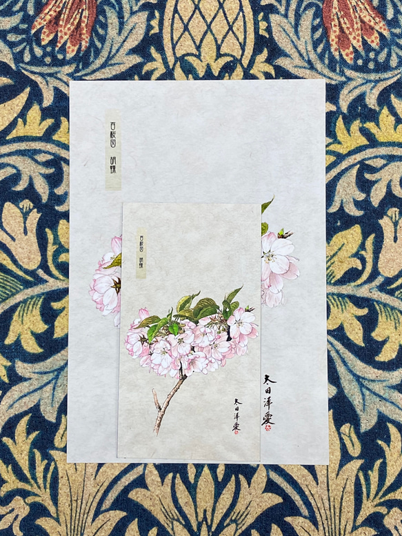 桜　さくら　サクラ　マグネットシートとポストカード　胡蝶 1枚目の画像