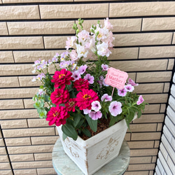 白い鉢に赤のジニアのラブリーな寄せ植え♪母の日ギフト