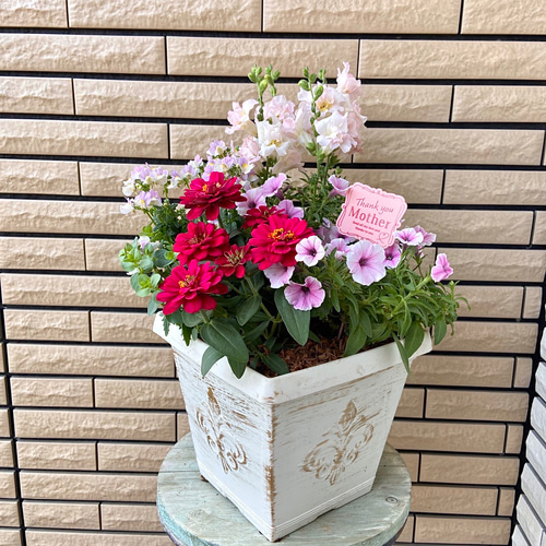 白い鉢に赤のジニアのラブリーな寄せ植え♪母の日ギフト アート