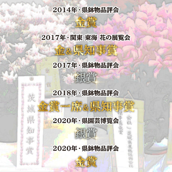 超お得な2種セット「初めてのカーネーション」《送料無料》生花鉢植え★金賞農家の産地直送・大ぶり母の日カーネーション 7枚目の画像