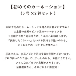 超お得な2種セット「初めてのカーネーション」《送料無料》生花鉢植え★金賞農家の産地直送・大ぶり母の日カーネーション 2枚目の画像