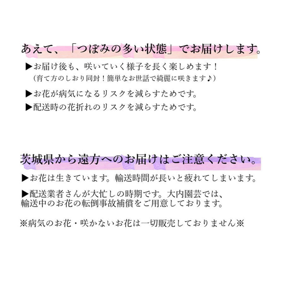 超お得な2種セット「初めてのカーネーション」《送料無料》生花鉢植え★金賞農家の産地直送・大ぶり母の日カーネーション 6枚目の画像