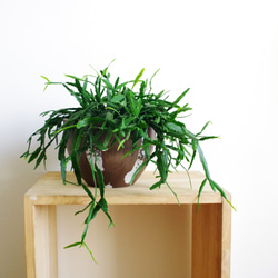 リプサリス ラウヒオルム / ハンギング / 観葉植物 一点物 2枚目の画像