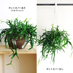 リプサリス ラウヒオルム / ハンギング / 観葉植物 一点物 3枚目の画像