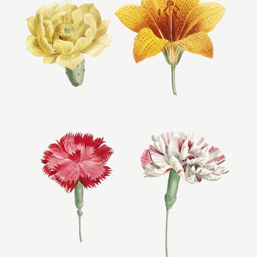 花柄 ピンク ボタニカル フラワーアート 花図鑑 花絵　花柄 原画 フラワーアート 花の絵 花柄 ボタニカル 花図鑑 花