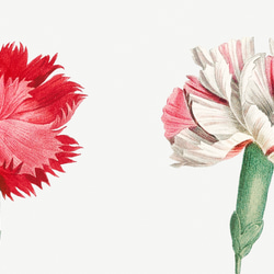 【NO.441】フラワーアートポスター花柄ナチュラルインテリア可愛い植物ボタニカルハガキA3A2A1B5B4B3B2B1 4枚目の画像