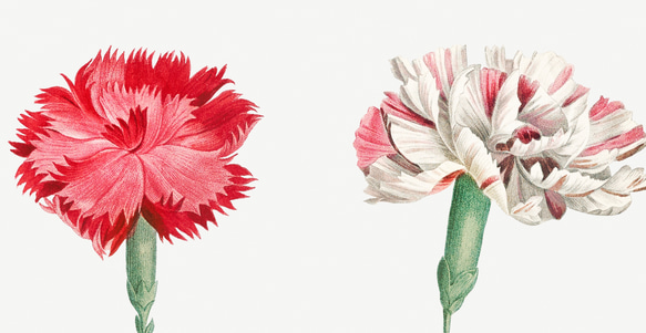 【NO.441】フラワーアートポスター花柄ナチュラルインテリア可愛い植物ボタニカルハガキA3A2A1B5B4B3B2B1 4枚目の画像