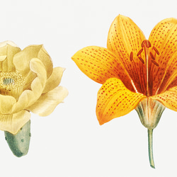 【NO.441】フラワーアートポスター花柄ナチュラルインテリア可愛い植物ボタニカルハガキA3A2A1B5B4B3B2B1 3枚目の画像