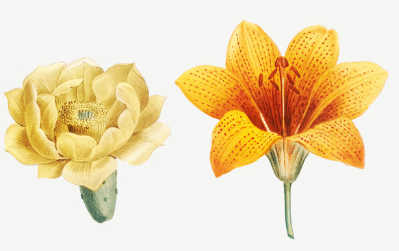 【NO.441】フラワーアートポスター花柄ナチュラルインテリア可愛い植物ボタニカルハガキA3A2A1B5B4B3B2B1 3枚目の画像