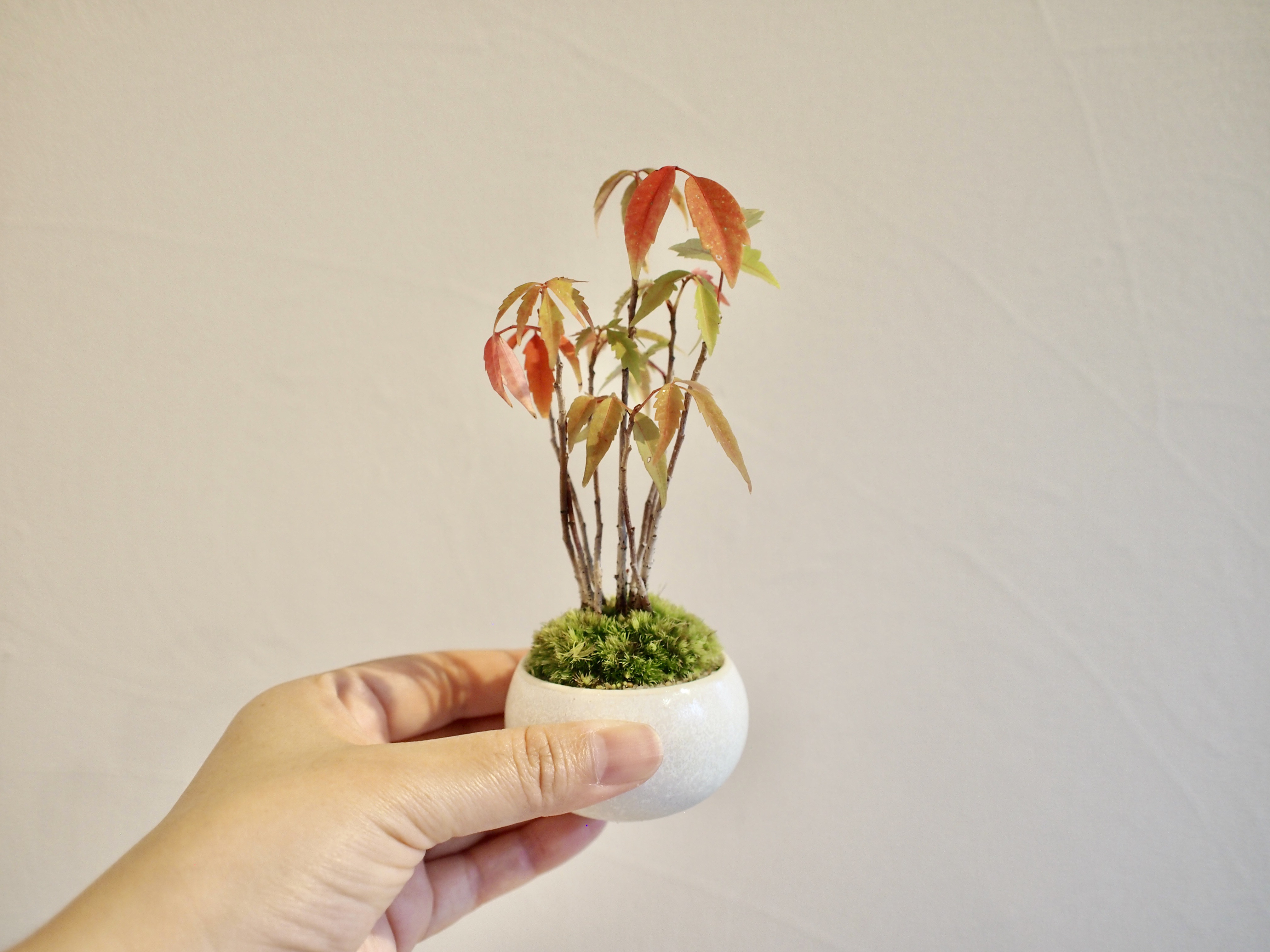 盆栽 『ハゼ』 紅葉 インテリア 観葉植物 ガーデニング 送料無料 b127 盆栽 『ハゼ』 紅葉 インテリア 観葉植物 ガーデニング 送料無料 162