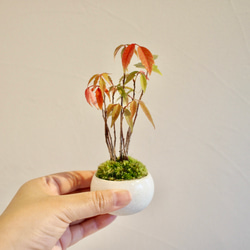 072a577ee3e96797a1cee2fb91d531