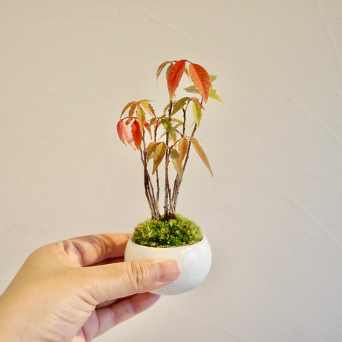ハゼ｜櫨| 落葉樹｜盆栽｜紅葉がキレイ 盆栽 bonsaikiki 通販 15892942