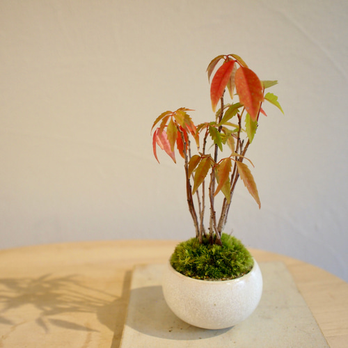 ハゼ｜櫨| 落葉樹｜盆栽｜紅葉がキレイ 盆栽 bonsaikiki 通販 15892942