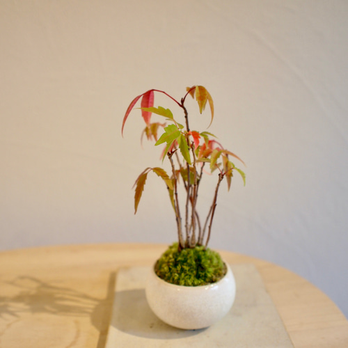 盆栽 『ハゼ』 紅葉 インテリア 観葉植物 ガーデニング 送料無料 162