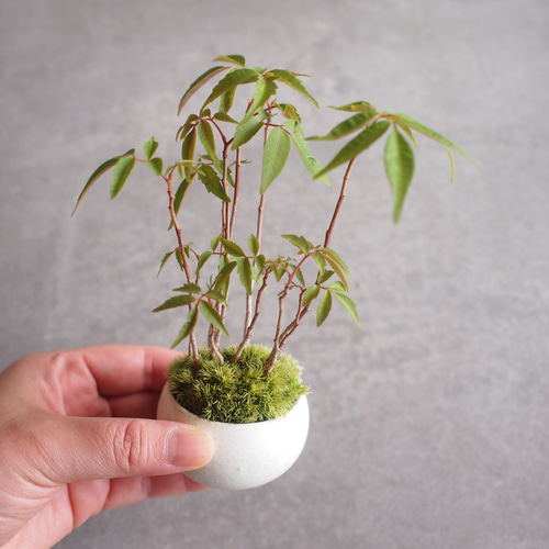 盆栽 『ハゼ』 紅葉 インテリア 観葉植物 ガーデニング 送料無料 b127 盆栽 『ハゼ』 紅葉 インテリア 観葉植物 ガーデニング b127 DIY