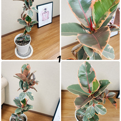 ［現品］97番　フィカスルビー　曲がり　8号　観葉植物　室内　ゴムの木 可愛い 現品］97番 フィカスルビー 曲がり 8号 観葉植物 室内 ゴムの木