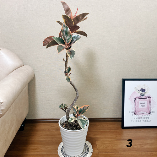 現品］フィカスルビー 曲がり 8号 観葉植物 室内 おしゃれ
