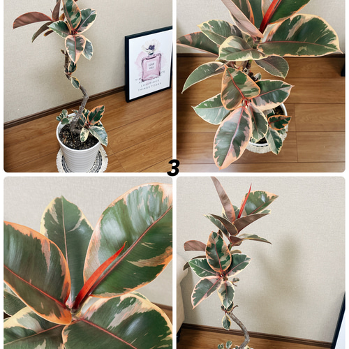 ［現品］97番　フィカスルビー　曲がり　8号　観葉植物　室内　ゴムの木 可愛い 現品］97番 フィカスルビー 曲がり 8号 観葉植物 室内 ゴムの木