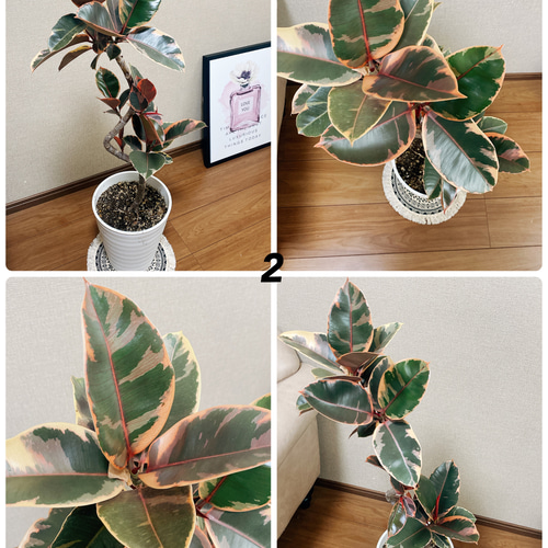 現品］フィカスルビー 曲がり 8号 観葉植物 室内 おしゃれ