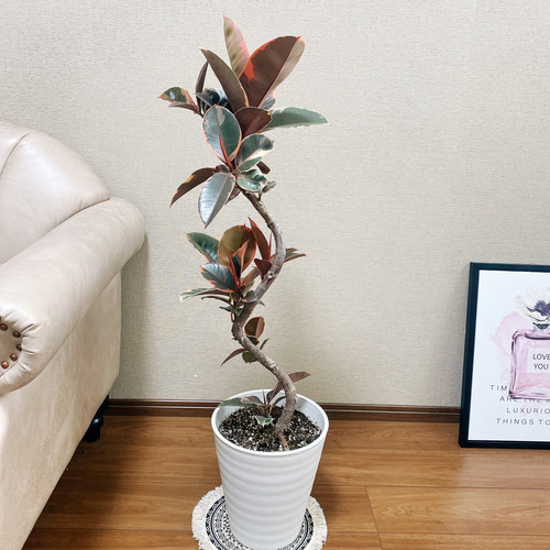 フィカス　ルビー　曲がり仕立て　8号　陶器鉢　植え込み発送 フィカスルビー曲がり仕立て8号陶器鉢植え込み発送