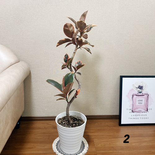 フィカス　ルビー　曲がり仕立て　8号　陶器鉢　植え込み発送 フィカス ルビー 曲がり仕立て 8号 陶器鉢 植え込み発送 フィカス