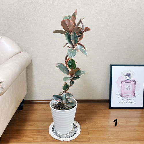 現品］フィカスルビー 曲がり 8号 観葉植物 室内 おしゃれ ゴムノキ