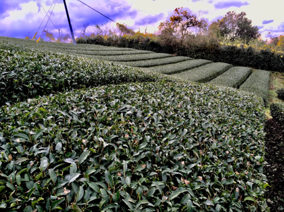 抹茶500g〜春摘み1番茶〜 3枚目の画像